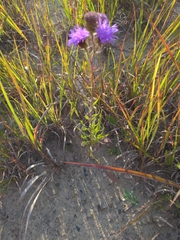 Liatris scariosa