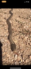 Thamnophis elegans vagrans