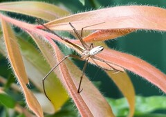 Leucauge