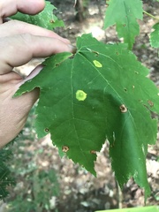 Botryosphaeria dothidea