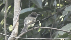 Myiarchus ferox