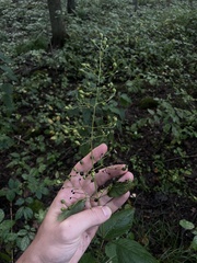 Scrophularia marilandica