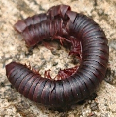 Trigoniulus corallinus