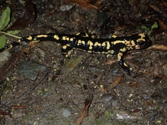 Salamandra salamandra