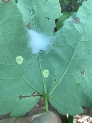 Botryosphaeria dothidea