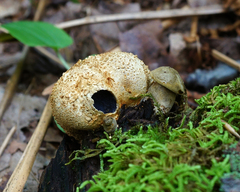 Pseudoboletus parasiticus