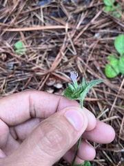 Elephantopus tomentosus