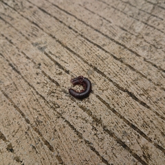 Trigoniulus corallinus