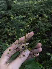 Scrophularia marilandica