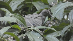 Patagioenas picazuro