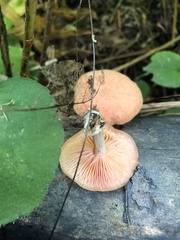 Rhodotus palmatus