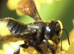 Megachile xylocopoides
