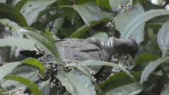 Patagioenas picazuro