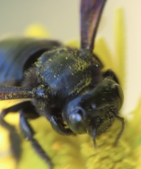 Megachile xylocopoides