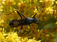 Alydus