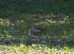 Phylloscopus bonelli