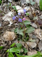 Pulmonaria officinalis