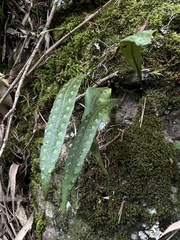 Pleopeltis macrocarpa