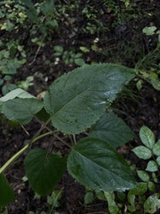 Scrophularia marilandica