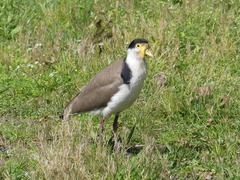Vanellus miles novaehollandiae