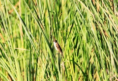 Acrocephalus arundinaceus