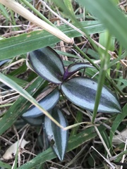 Tradescantia zebrina