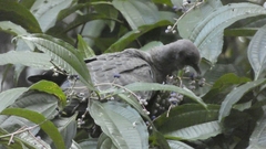 Patagioenas picazuro