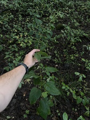 Scrophularia marilandica