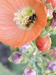 Macroteropsis