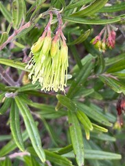Leionema viridiflorum