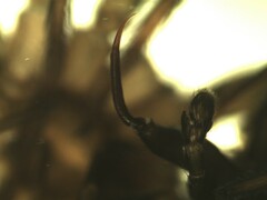 Salticus zebraneus