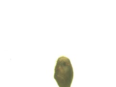 Salticus zebraneus