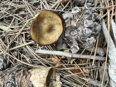 Lentinus arcularius