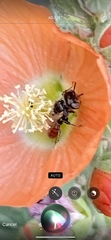 Macroteropsis