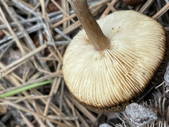 Lentinus arcularius