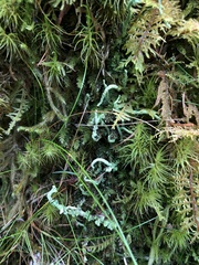 Cladonia furcata