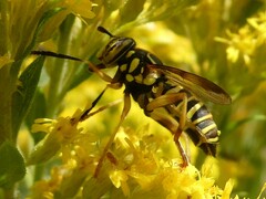 Spilomyia longicornis