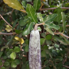 Fockea edulis