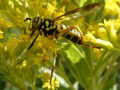 Spilomyia longicornis