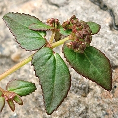 Euphorbia ophthalmica