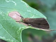 Virbia opella