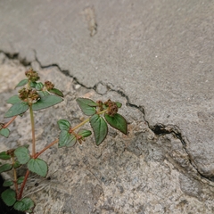 Euphorbia ophthalmica