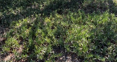 Carpobrotus edulis