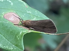 Virbia opella