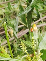 Cycloneda emarginata