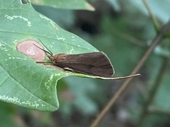 Virbia opella
