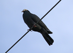 Patagioenas leucocephala