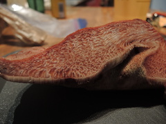 Fistulina hepatica