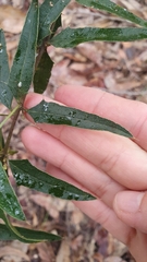 Podolobium ilicifolium