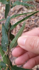 Podolobium ilicifolium